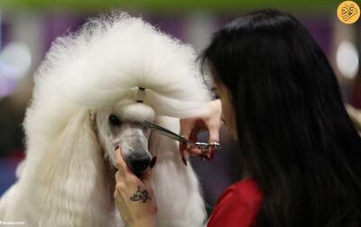 (تصاویر) بزرگترین نمایشگاه سگ‌های خانگی در جهان