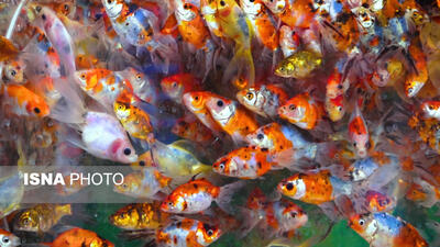 تکثیر و پرورش بیش از ۲۰۰ نژاد ماهی قرمز در کشور/ صادرات هم داریم