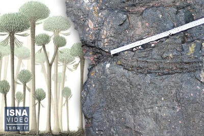 ویدیو/ کشف عجیب جنگل فسیل‌ شده بعد از ۲۲ میلیون سال