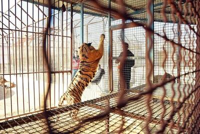 مرگ ۳ هزار حیوان در مراکز نگهداری حیوانات/ باغ‌وحش‌ها به قتلگاه حیات ‌وحش تبدیل شده‌اند