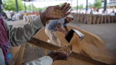 کاهش قیمت جهانی مواد غذایی برای هفتمین ماه متوالی