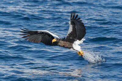 شکار لحظه‌ ها از عقاب در حال صید ماهی (فیلم)