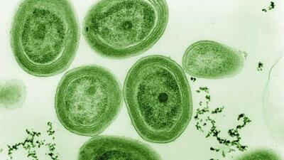 فسیل‌ های باکتریایی اولین سرنخ‌ ها از فتوسنتز را آشکار کردند
