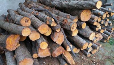 قاچاقچی چوب‌های جنگلی محکوم شد