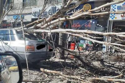 سقوط درخت روی پراید در اردبیل | پایگاه خبری تحلیلی انصاف نیوز