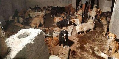 (ویدئو) بازار سگ خوری؛ فرآیند پرورش میلیون‌ها سگ در چین برای گوشت