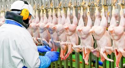(ویدئو) کارخانه‌ها چگونه ۲ میلیون مرغ را سلاخی و بسته بندی می‌کنند؟