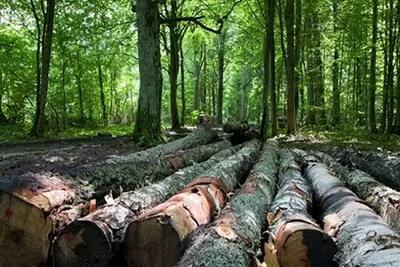 اولویت اول سازمان منابع طبیعی باید حفاظت از جنگل‌ها باشد، نه کاشت یک میلیارد درخت