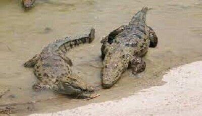 سیلاب و تخریب زیستگاه تمساح‌ها در منطقه دشتیاری