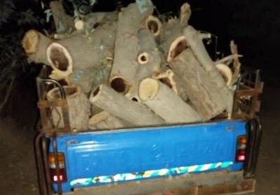 286 نفر در ارتباط با قاچاق چوب در بابل دستگیر شدند - تسنیم