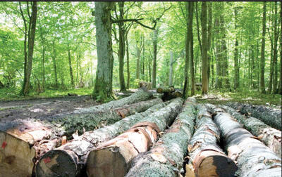 اولویت اول باید حفاظت از جنگل‌ها باشد، نه کاشت یک میلیارد درخت