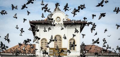 تصاویر| کبوترهای میدان شهرداری رشت