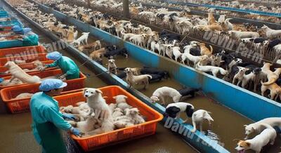 بازار سگ خوری در چین؛ فرآیند پرورش میلیون ها سگ توسط چینی ها برای گوشت (فیلم)