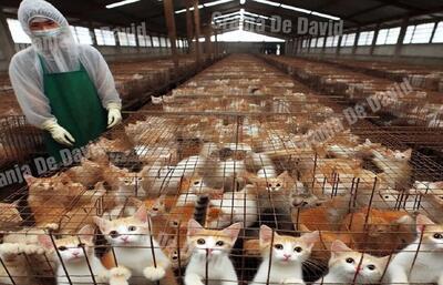 بازار گربه خوری در چین؛ فرآیند پرورش هزاران گربه توسط چینی‌ها برای گوشت (فیلم)