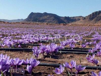 کاهش چشمگیر تولید زعفران در کشور
