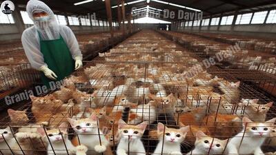 (ویدئو) بازار گربه خوری در چین؛ فرآیند پرورش هزاران «گربه» توسط چینی ها برای گوشت