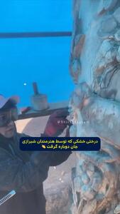 (ویدئو) ببینید این درخت خشک چگونه توسط هنرمندان شیرازی دوباره جان می گیرد
