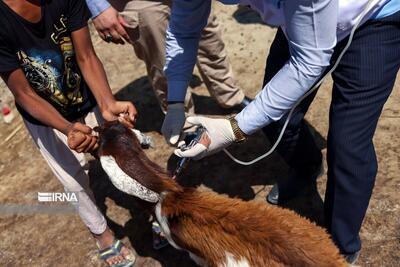 (تصاویر) واکسیناسیون دام در مناطق سیل‌زده سیستان