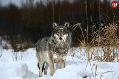 تکامل خارق‌العادۀ گرگ‌ها در  مواجهه با تشعشعات هسته ای