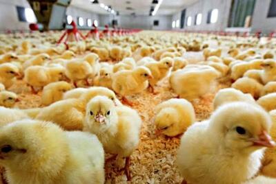 میلیون قطعه جوجه‌ریزی در بهمن/ ایران صادرکننده گوشت مرغ در خاورمیانه