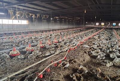 تلف شدن ۵۰۰۰ جوجه گوشتی در آتش‌سوزی یک مرغداری تربت‌جام