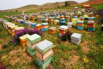 کوچ زنبورستان‌ها به سایر استان‌ها بدون مجوز ممنوع است