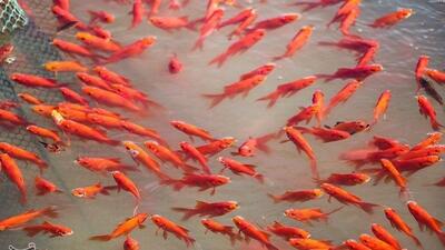 ماهی قرمز  و  سبزه عید  دشمنان محیط زیست سر سفره هفت‌سین!