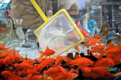 هشدار سازمان دامپزشکی؛  ماهی قرمز  لکه دار و بیمار را نخرید