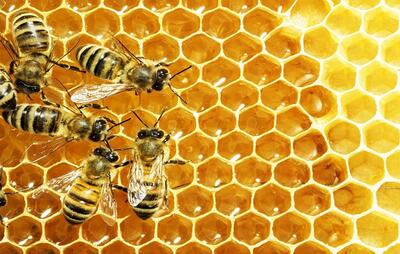کشف یک موضوع عجیب درباره زنبور‌ها