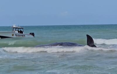 (ویدئو) مرگ یک نهنگ عنبر در فلوریدای آمریکا