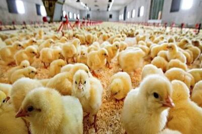 جوجه ریزی یک میلیون و ۳۱۸ هزار قطعه در مرغداری‌های کهگیلویه و بویراحمد
