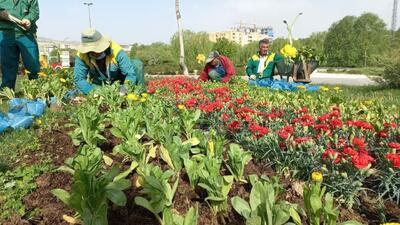کاشت گل‌های فصلی در سطح شهر کرمان آغاز شد