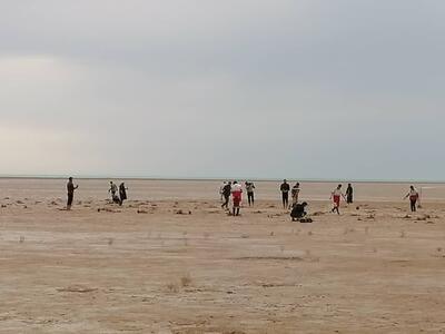 ۲۵۰۰ اصله نهال حرا در ساحل گناوه کاشته شد