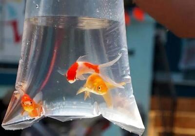 هشدار مهم سازمان دامپزشکی نسبت به خرید ماهیان قرمز شب عید