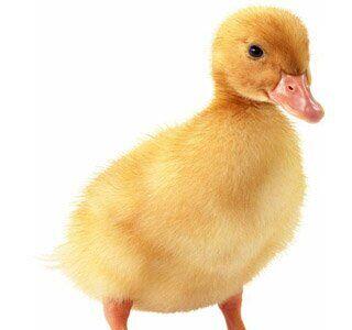 فروش جوجه اردک و مرغ تخمگذار تورنگ طلایی