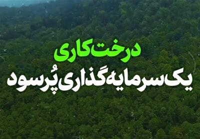 نماهنگ | درخت‌کاری، یک سرمایه‌گذاری پُرسود- فیلم رسانه ها تسنیم | Tasnim