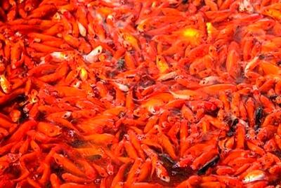 از خریدن این ماهی قرمزها برای عید 1403 خودداری کنید