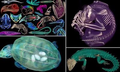 تصاویر سه بعدی خارق‌العاده از ۱۳،۰۰۰ جانورِ موزه‌ای