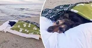 ماجرای مردی که تصاویر سگ مسن اش در کنار ساحل وایرال شد+عکس