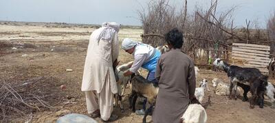 تداوم خدمات رایگان جهادگران دامپزشکی در مناطق سیل‌ زده سیستان و بلوچستان