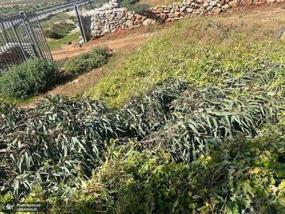 اسرائیلی ها به درخت های فلسطینی ها هم رحم نمی کنند
