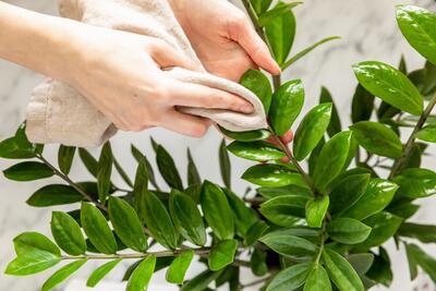 برگ گیاهان خانگی را برای عید چگونه تمیز کنیم؟