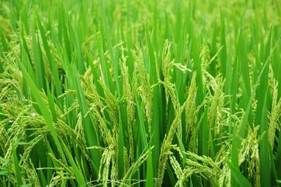 تولید برنج بدون آفت کش در ۳هزار هکتار از شالیزارهای مازندران