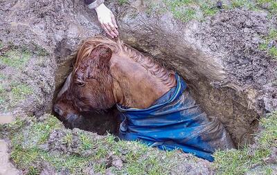 فیلم| نجات اسب سقوط کرده در گودال