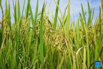 رمز ژنتیکی برنج سنبلچه خوشه‌ای کشف شد