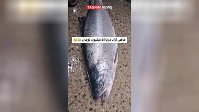 (ویدئو) ماجرای فروش ماهی ۵۱ میلیون تومانی در بازار فریدونکنار