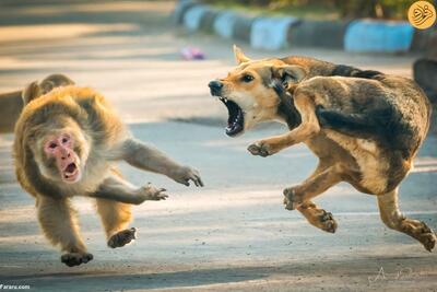 (تصاویر) لحظه خنده‌داری که یک میمون پای سگ ولگرد را گاز گرفت
