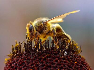 چرا فقط زنبور‌های عسل ملکه دارند ؟