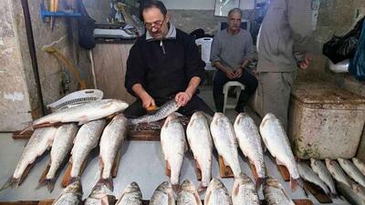 فیلم| ماجرای فروش ماهی ۵۱ میلیون تومانی در بازار فریدونکنار
