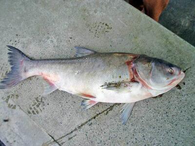 واکنش مدیرکل شیلات مازندران به فروش ماهی ۵۱ میلیون تومانی | اقتصاد24